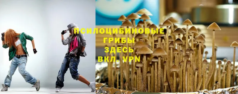 kraken зеркало  Вольск  Галлюциногенные грибы Psilocybe 